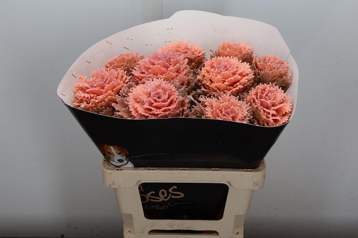 <h4>Brassica Wx (crane) Versilia</h4>