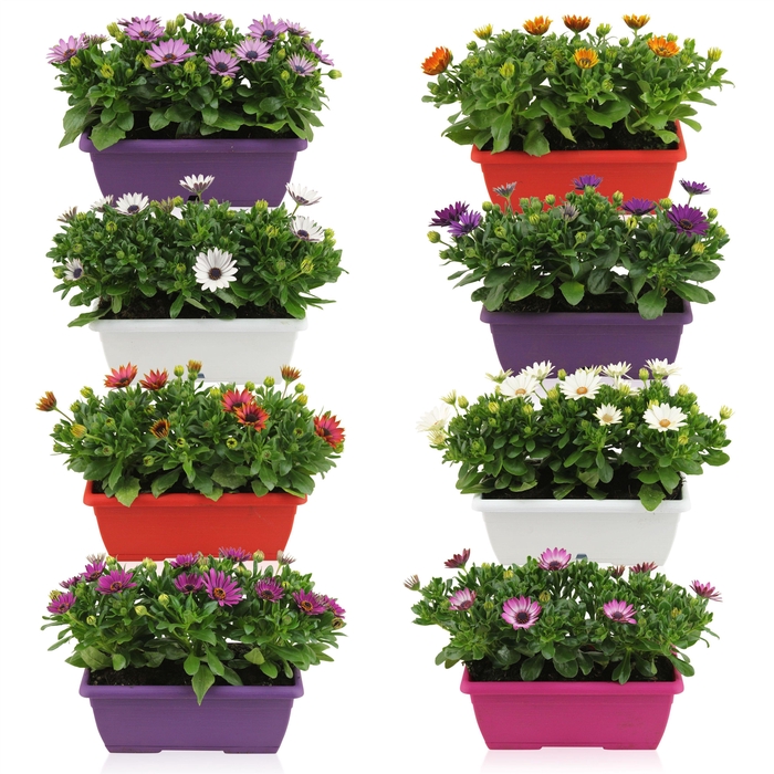 <h4>OSTEO MARGARITA GEM</h4>