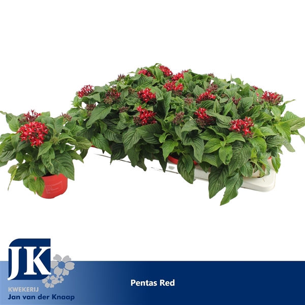 <h4>Pentas Lanceolata 'Graffiti Lipstick'</h4>