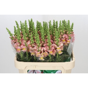 ANTIRRHINUM MAJUS TOULON APRICOT