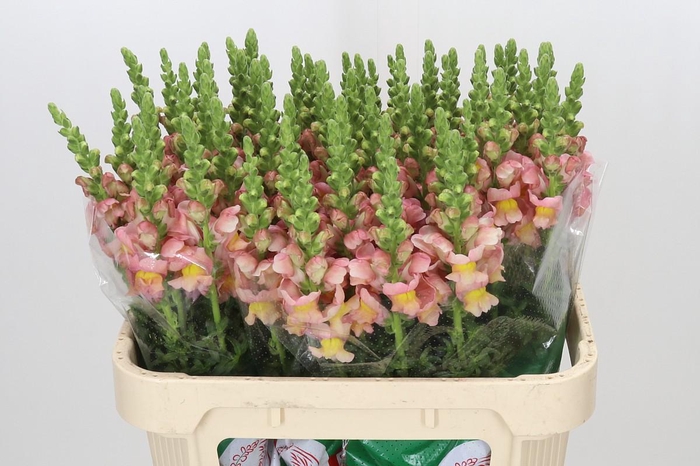 <h4>ANTIRRHINUM MAJUS TOULON APRICOT</h4>