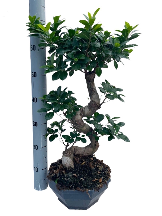 <h4>FIC MI GINSENG</h4>