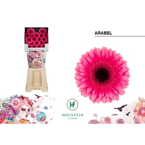 GE MI ARABEL Diamond x80