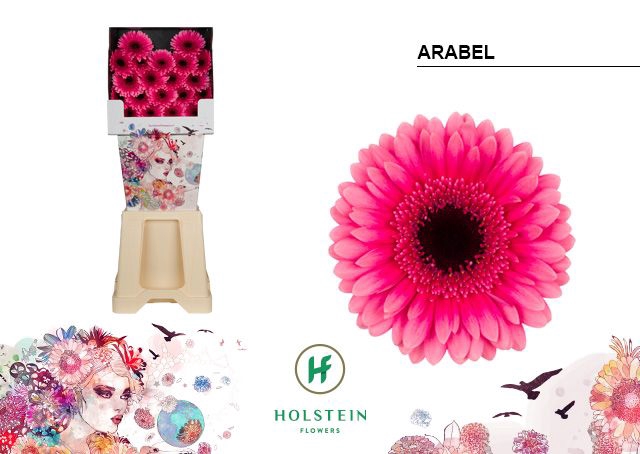 <h4>Germini Arabel Diamond</h4>