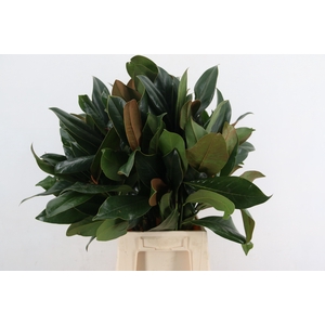 MAGNOLIA GRANDIFLORA PER STEM