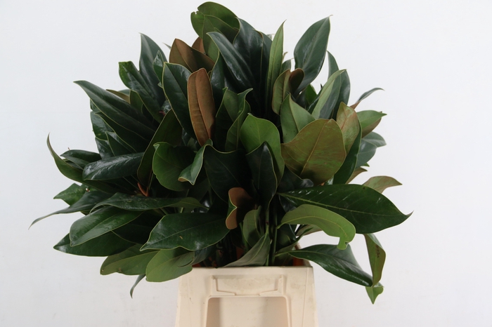 <h4>MAGNOLIA GRANDIFLORA PER STEM</h4>