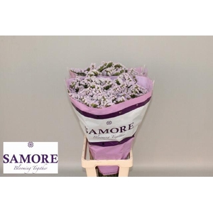 Lim S Tessa Lavender