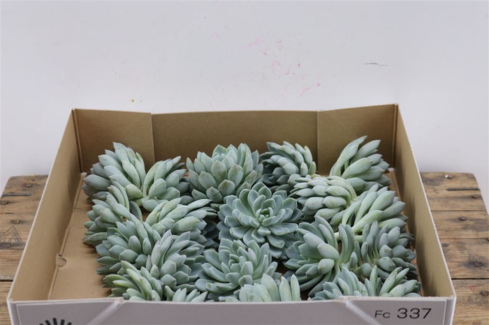 <h4>Echeveria Elegance Klein X20</h4>