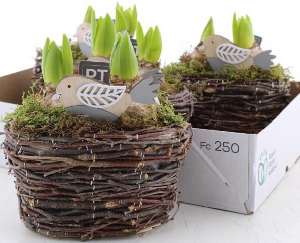 <h4>ARR HYACINTH</h4>