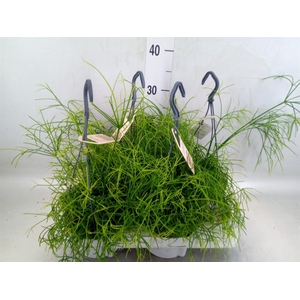Rhipsalis cassutha