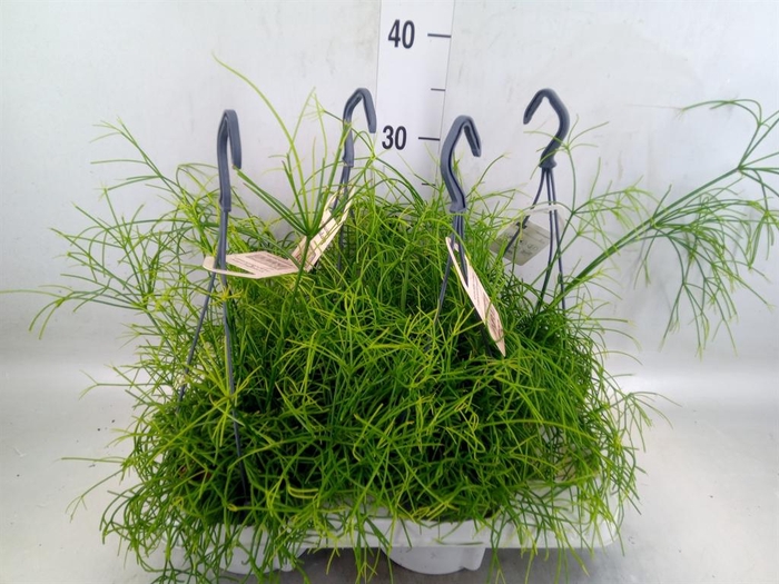 Rhipsalis cassutha