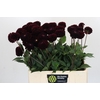 Dahlia Dark Prince
