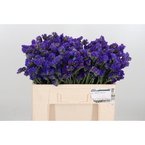 Statice Crystal Dark Blue