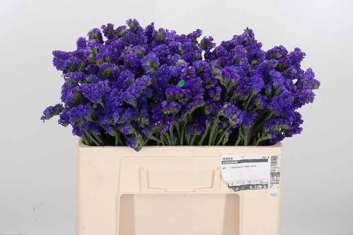 <h4>Statice Crystal Dark Blue</h4>