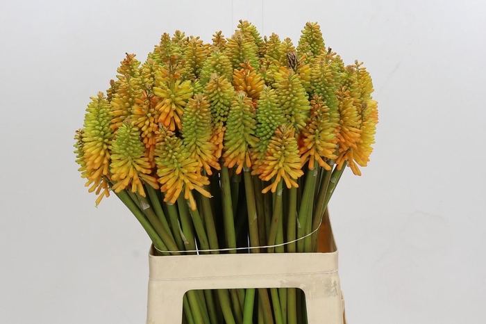 Kniphofia Eycone Peach