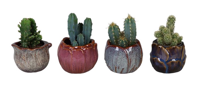 CACTUS MIX P6 L 67214