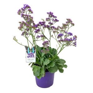 Limonium salt lake