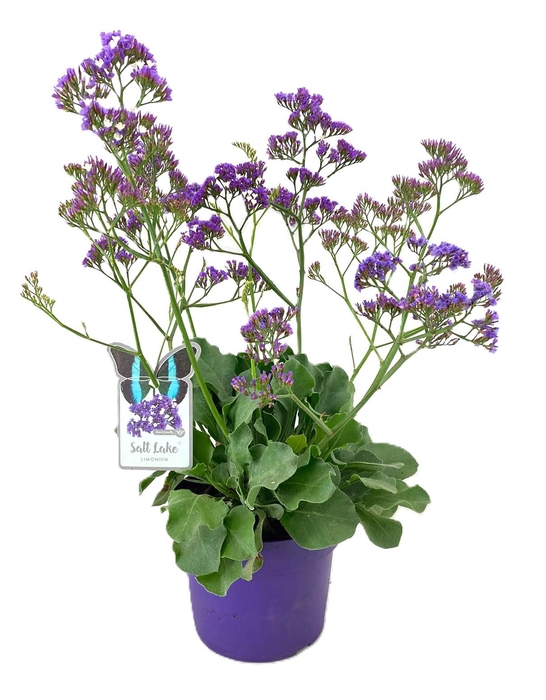 <h4>Limonium salt lake</h4>