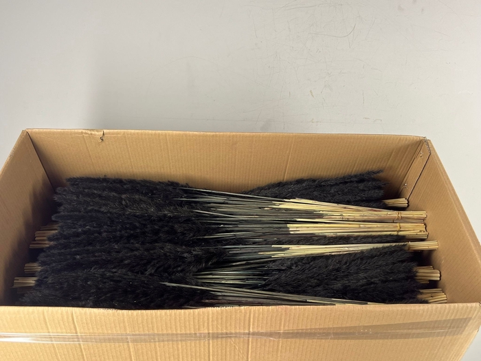 <h4>DF Pampas Silvy B10 85cm Black</h4>