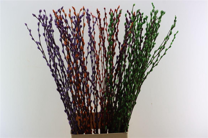 <h4>Salix Wilgenkatjes Gemengd 120cm</h4>