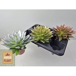 ECHEV PAINTED GOSICO