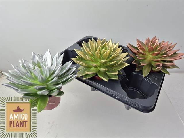 <h4>ECHEV PAINTED GOSICO</h4>