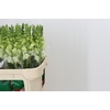 Antirrhinum Potomac Ivory White