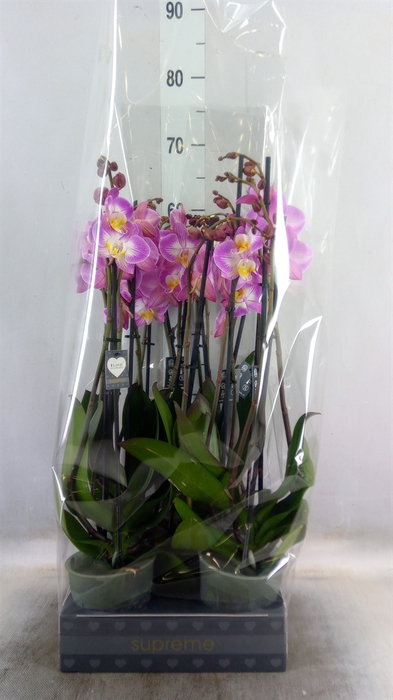 <h4>Phalaenopsis  'Ant Split'</h4>