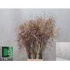 STIPA GIGANTEA