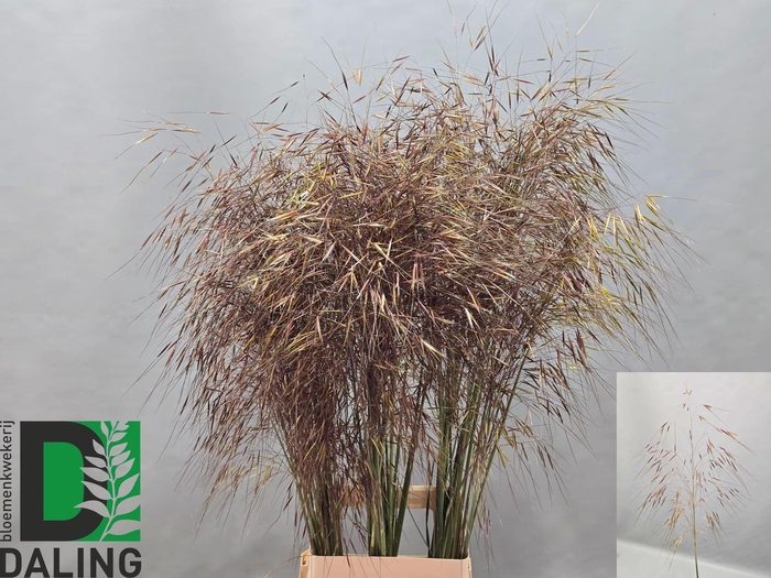 STIPA GIGANTEA