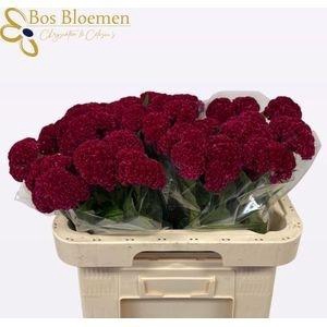 CEL C REPRISE VELVET