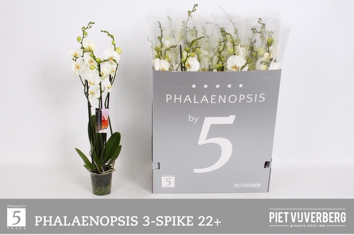 <h4>PHAL OV WIT</h4>