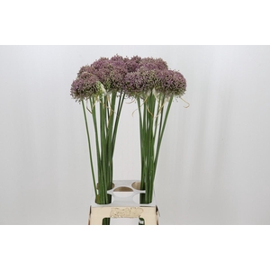 Allium Hairy Friend