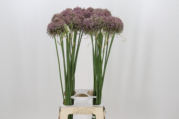 <h4>Allium Hairy Friend</h4>