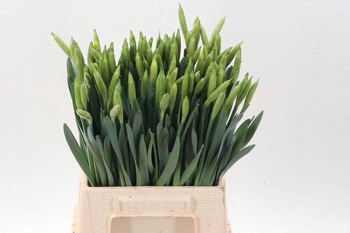 <h4>Narc T Dutch Master</h4>