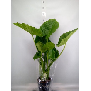 Alocasia gageana