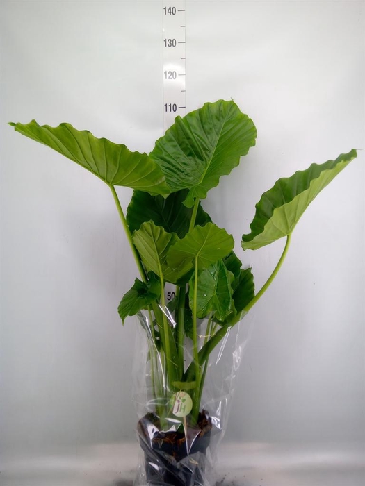 <h4>Alocasia gageana</h4>