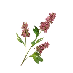 Buddleja Pink Dark