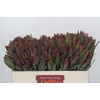Leucadendron Highlight