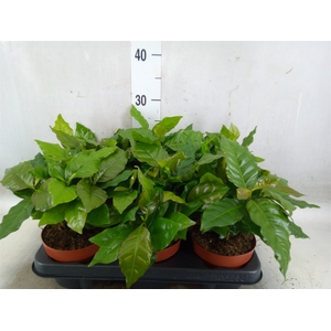 Coffea arabica
