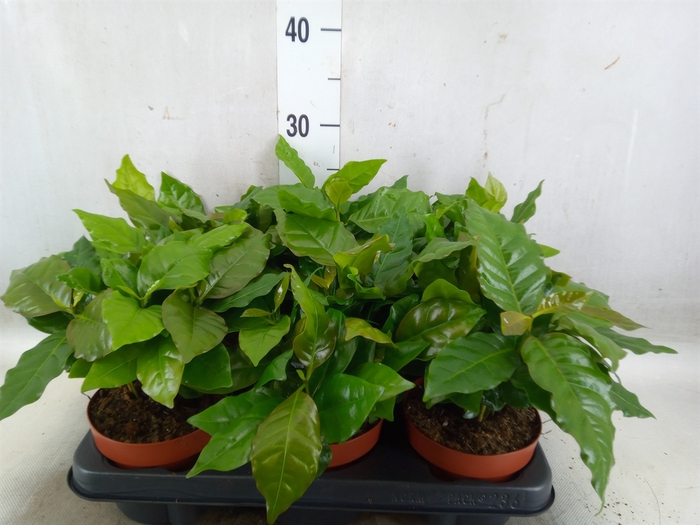 <h4>Coffea arabica</h4>