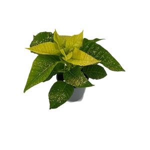 Euphorbia Lemon met glitters goud