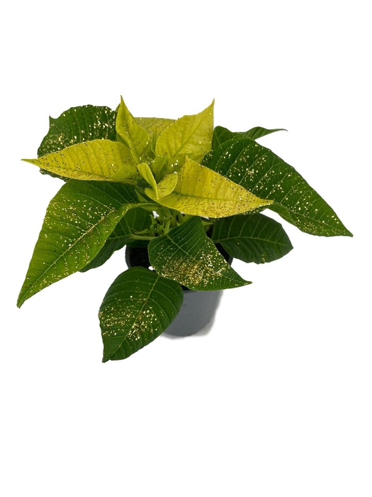 <h4>Euphorbia Lemon met glitters goud</h4>