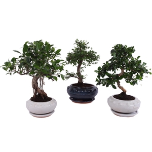 Bonsai Mixed in ø19cm Round Ceramic S-Shape with Saucer