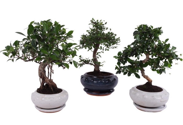 <h4>Bonsai Mixed in ø19cm Round Ceramic S-Shape with Saucer</h4>