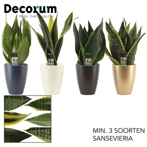 Sansevieria Super mix 12 cm in Carly (Neo Architect-collection)