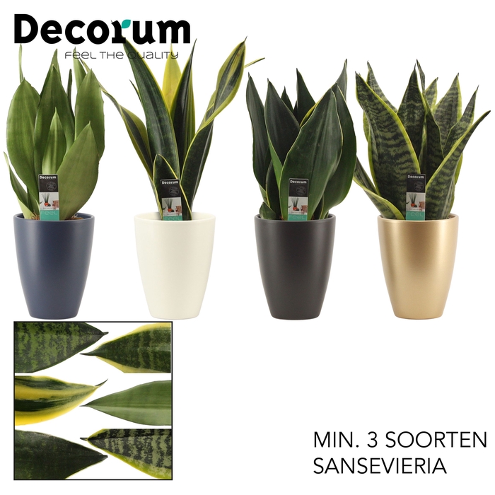 <h4>Sansevieria Super mix 12 cm in Carly (Neo Architect-collection)</h4>