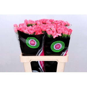 Dianthus St Bizet Pink