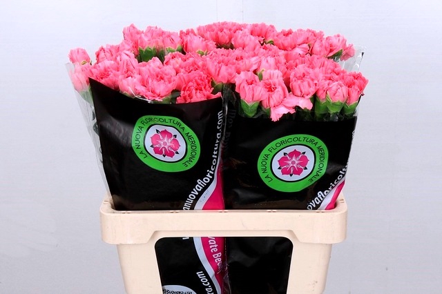 <h4>Dianthus St Bizet Pink</h4>