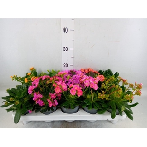 Lewisia  'Mountain Dreams'   ...mix